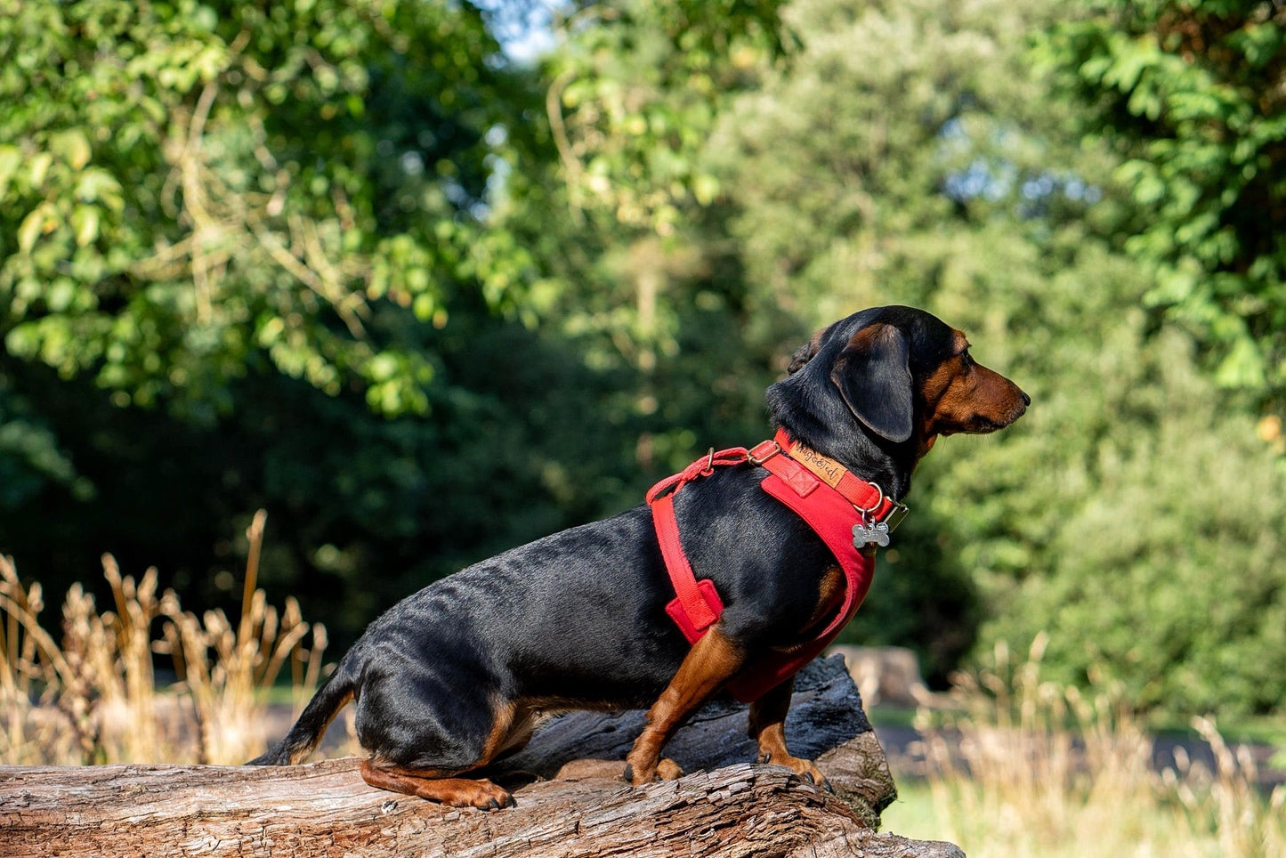 Rainfleece Harnesses - Soft, Durable, Waterproof, Practical Harnesses for Everyday Adventures - Hugo and Ted