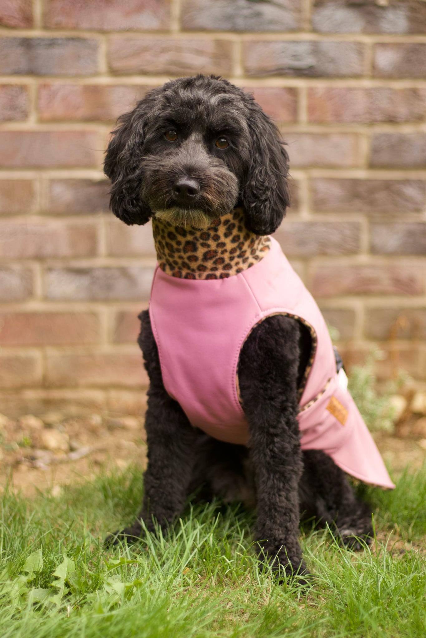 Rainfleece Ultimate Walkies Waterproof Coats – Made - to - Measure Dog Coat with Polar Fleece Lining & Harness Hole Option - Hugo and Ted