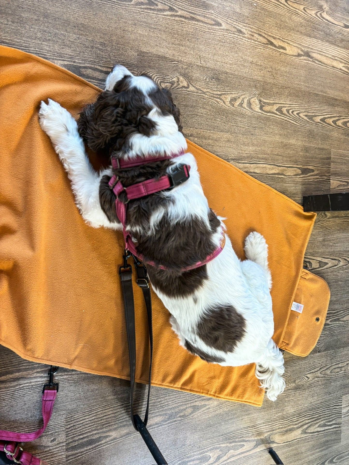 Rainfleece Walkies Mats - Hugo and Ted