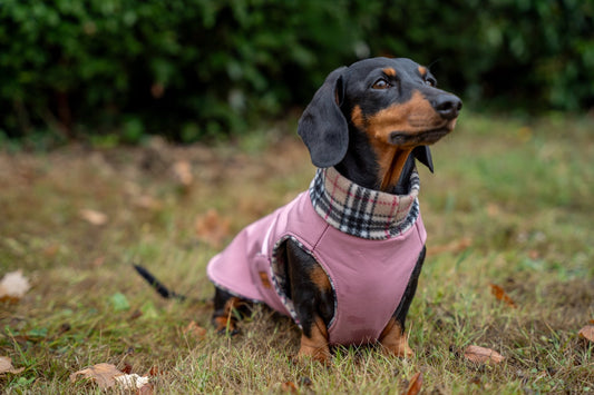Rainfleece Waterproof Ultimate Walkies Coat - Made to Measure - Hugo and Ted