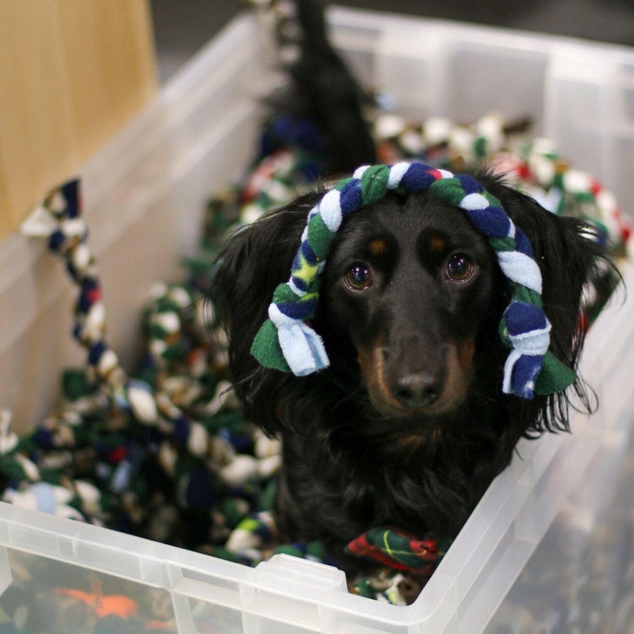 Rope Toy - Hugo and Ted