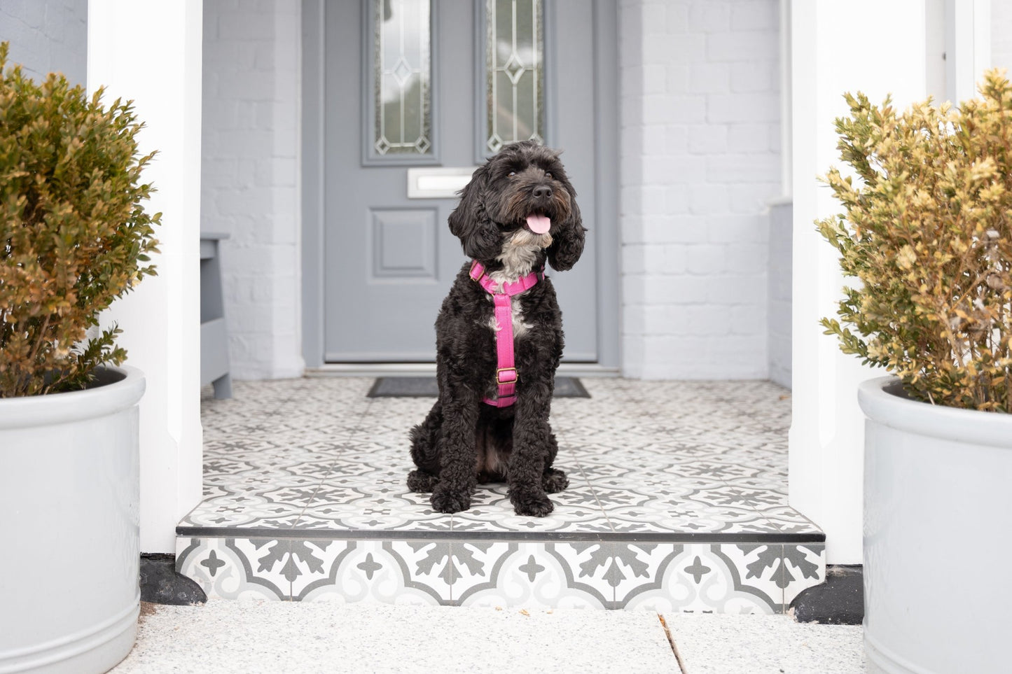 Strap Harness – Lightweight, Wipe - Clean Step - In Harness - Hugo and Ted