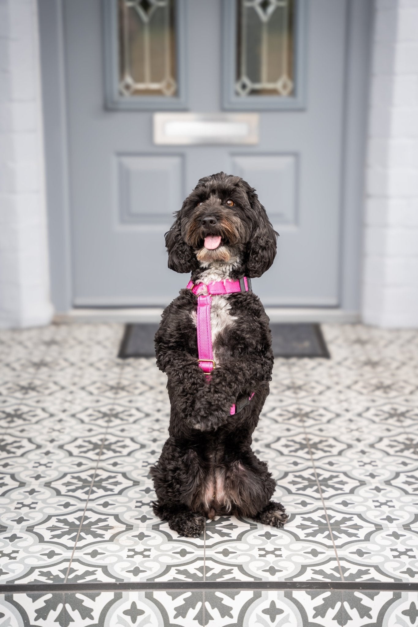 Strap Harness – Lightweight, Wipe - Clean Step - In Harness - Hugo and Ted