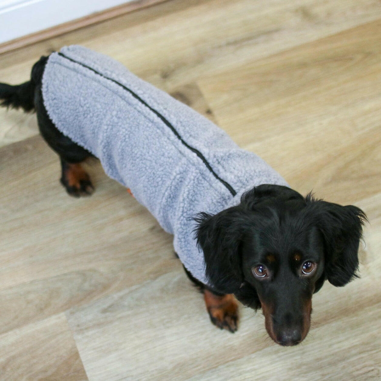 Teddy Bear Dog Fleeces - Hugo and Ted