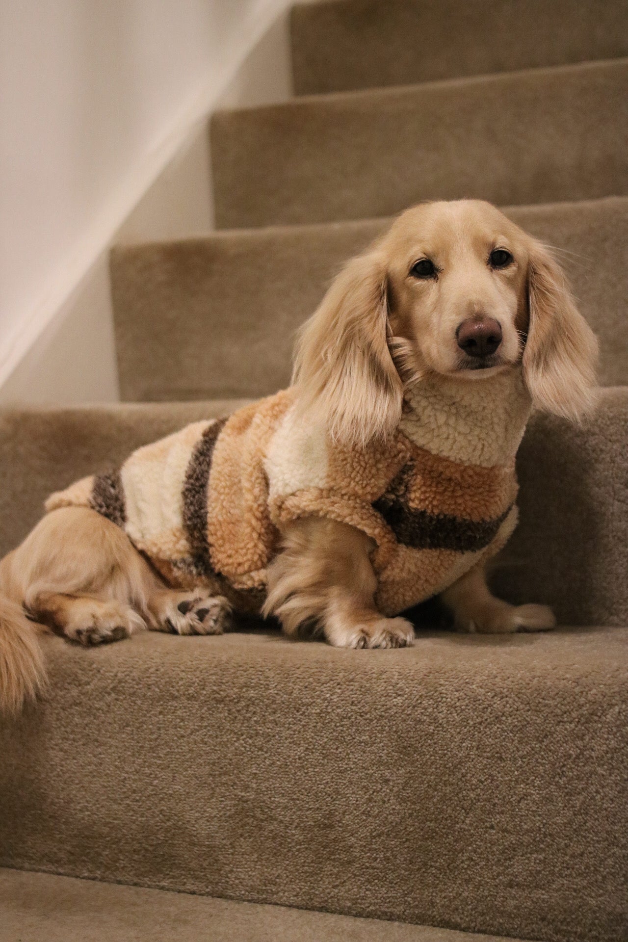 Teddy Bear Dog Fleeces - Hugo and Ted