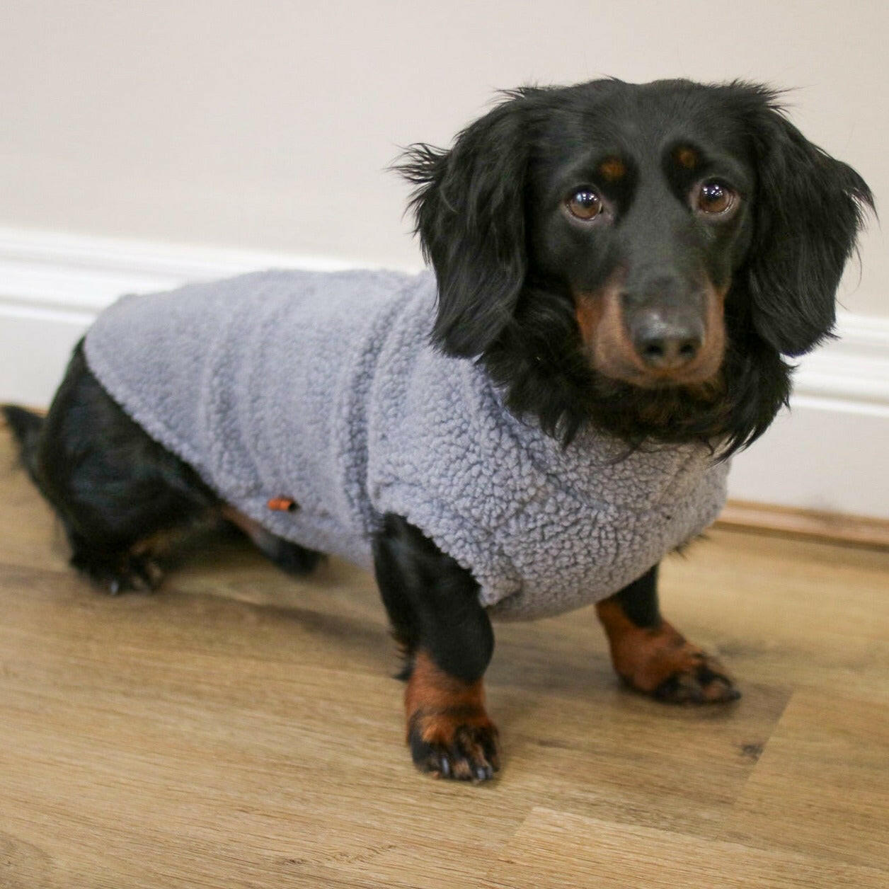Teddy Bear Dog Fleeces - Hugo and Ted