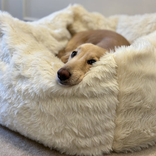 Teddy Box Beds - Hugo and Ted
