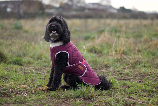 Teddy Fleece Lined Quilted Waterproof Ultimate Walkies Coat - Made to Measure - Hugo and Ted