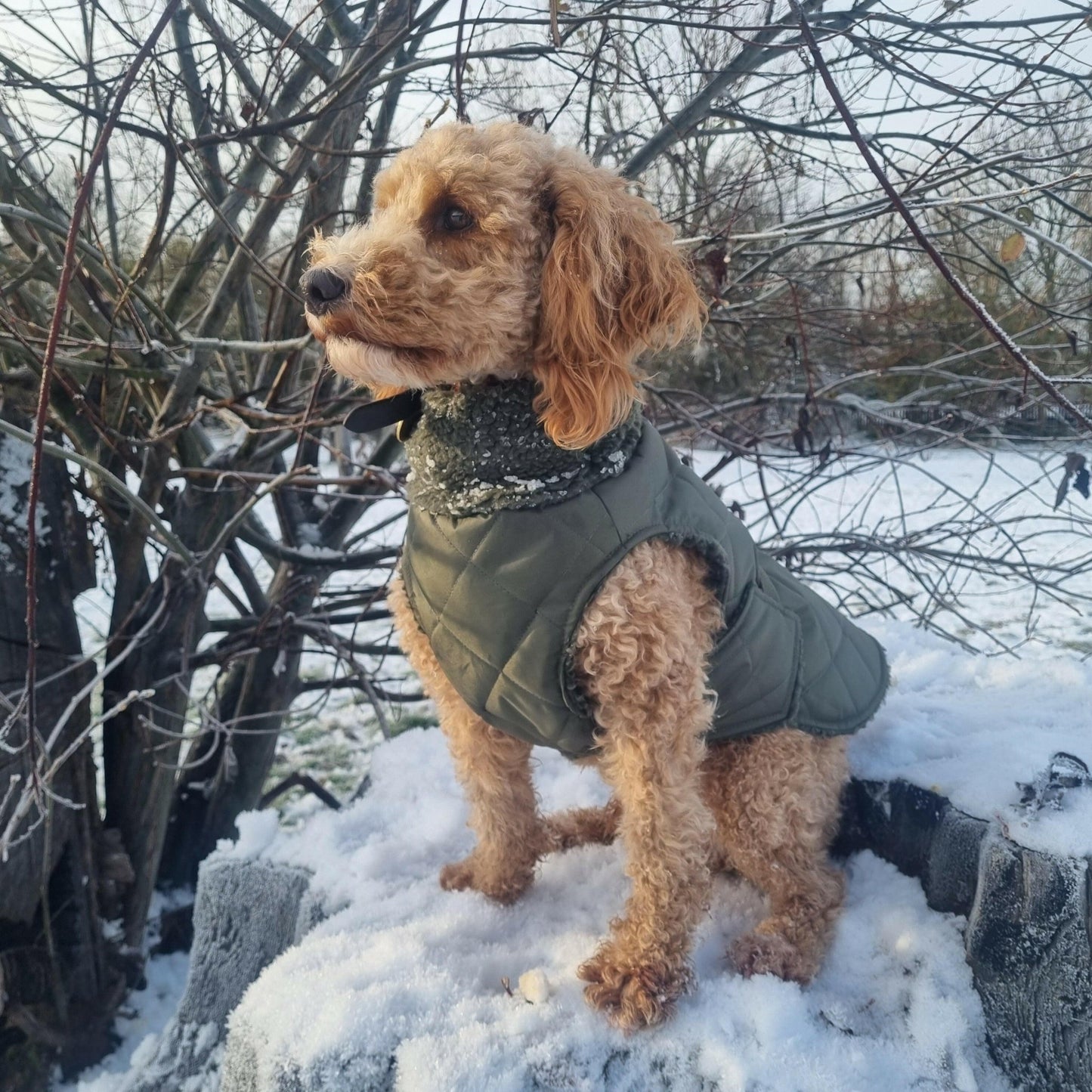 Teddy Fleece Lined Quilted Ultimate Walkies Waterproof Dog Coat – Made to Measure for Wet Weather Adventures - Hugo and Ted
