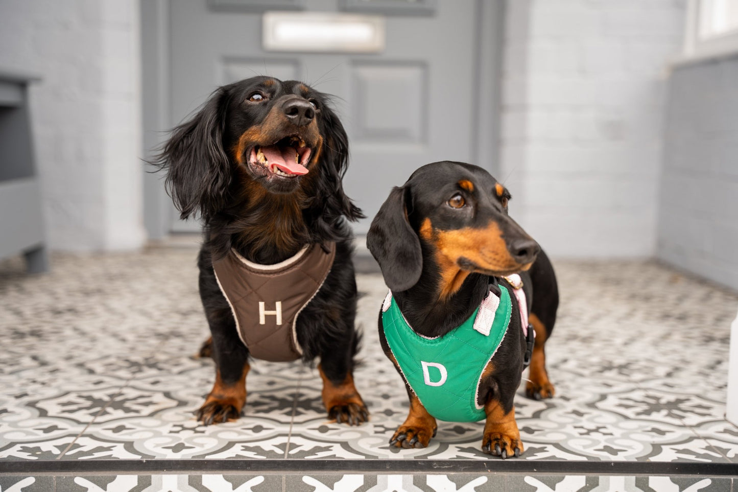 Venture Harnesses – Waterproof and Fleece Lined Step - In Dog Harness - Hugo and Ted