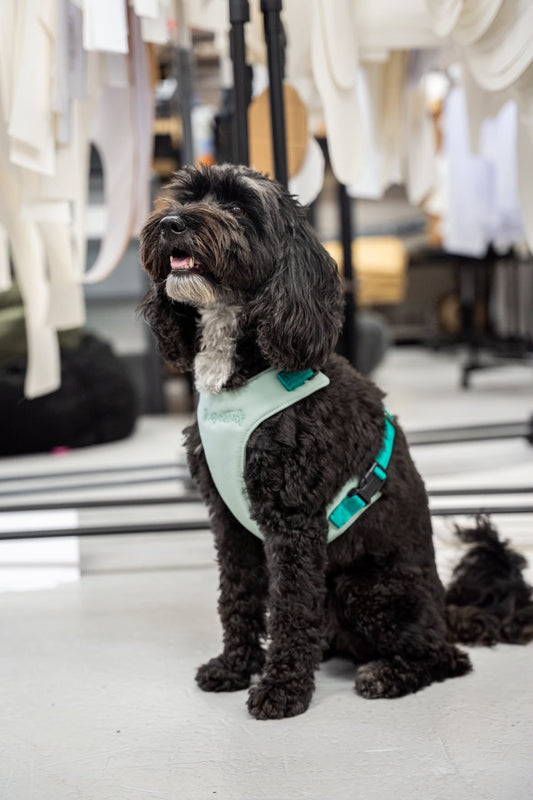 How to Measure Your Dog for a Harness - Hugo and Ted