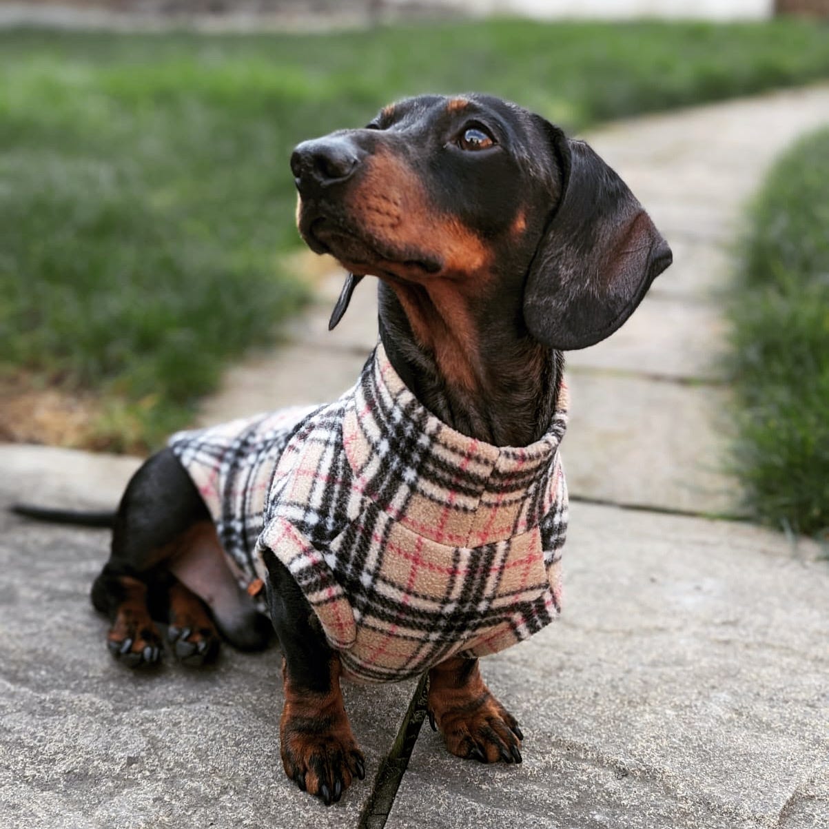 Black and tan dachshund wearing a made to measure fleece jumper