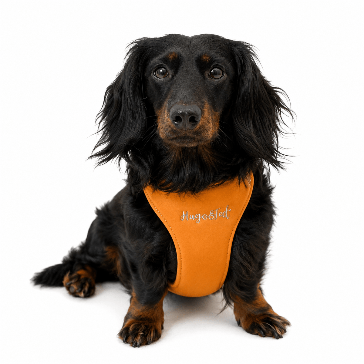 HARNESSES - Hugo and Ted
