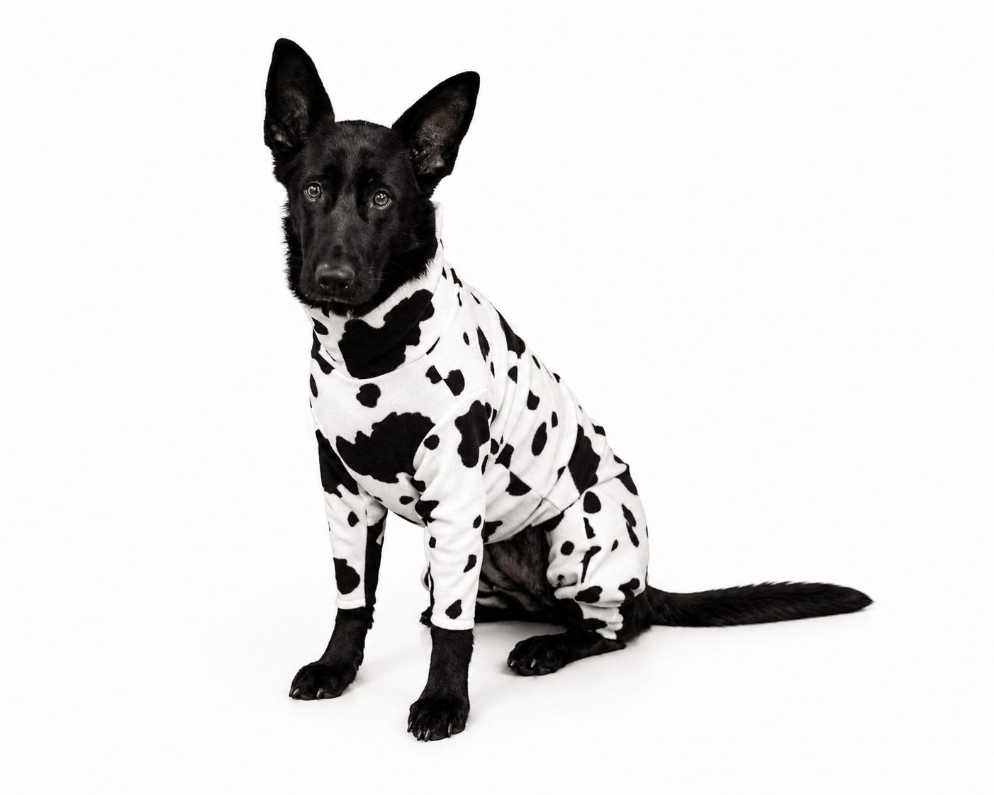 DOG CLOTHING - Hugo and Ted