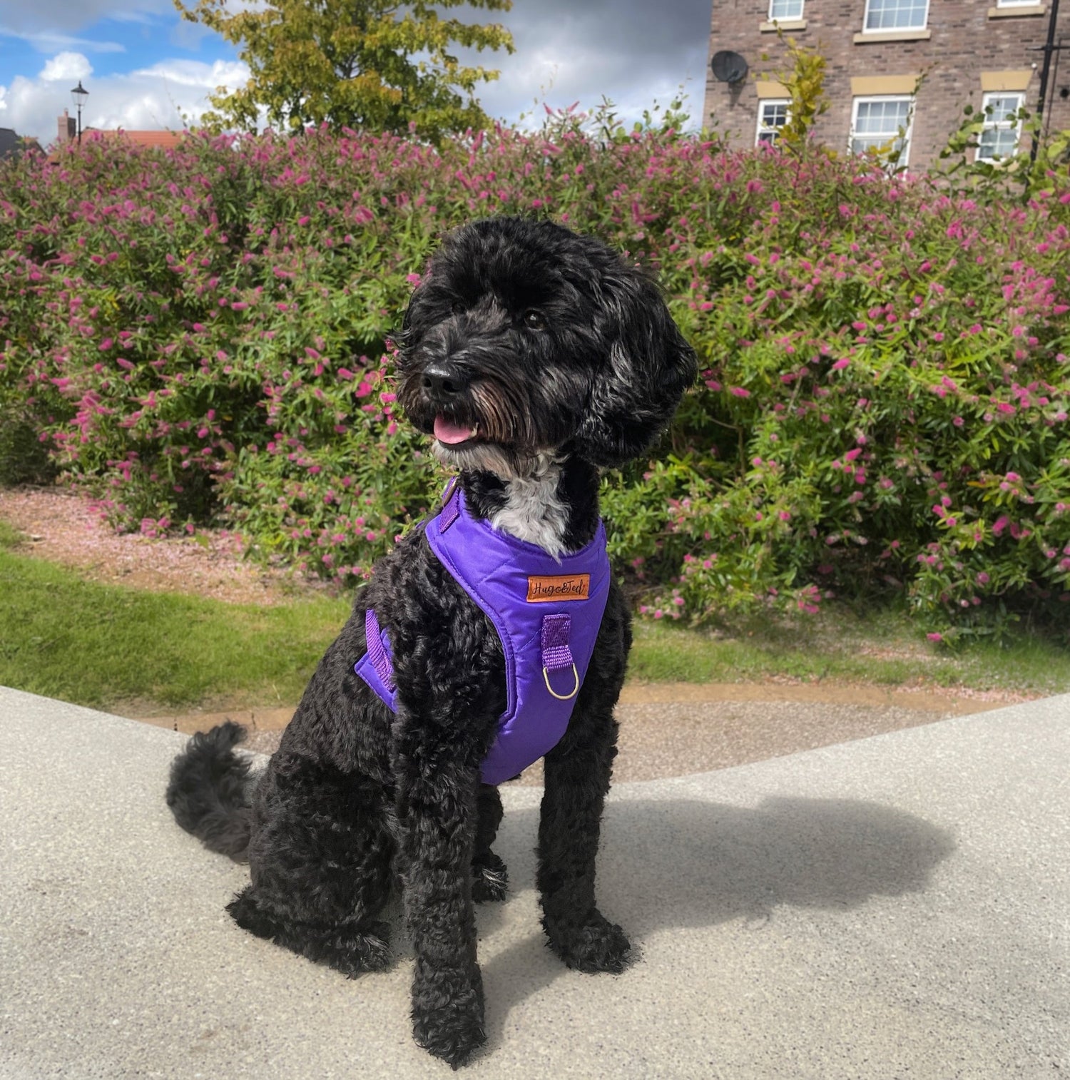 HARNESSES - Hugo and Ted