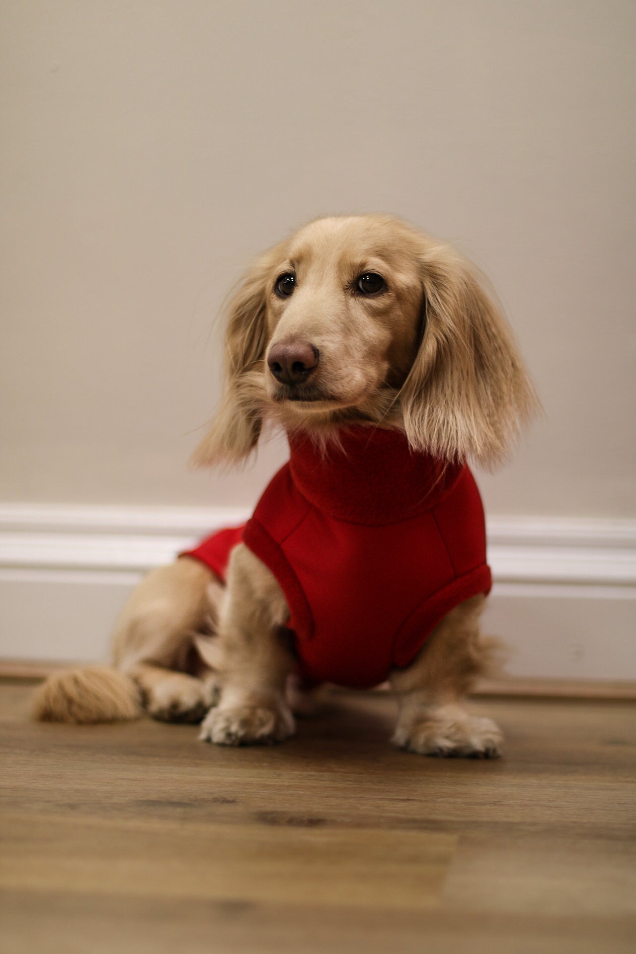 WATERPROOF DOG COATS - Hugo and Ted