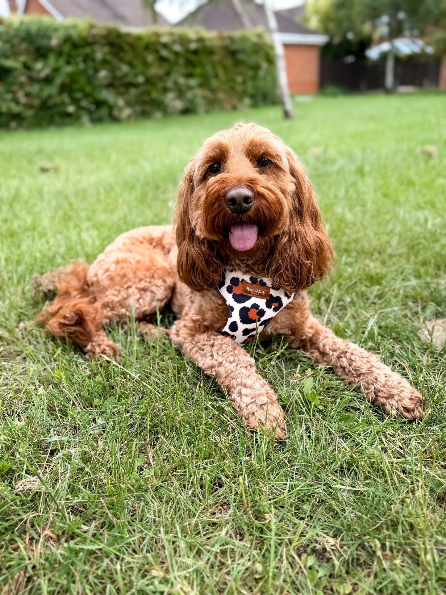 Lenny Leopard Print Waterproof Step-In Dog Harness - Made to Measure All Breeds | Hugo and Ted