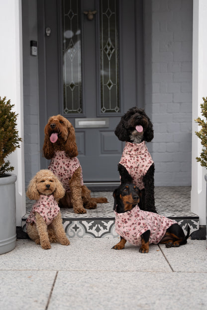 Four dogs wearing pink bandanas standing in front of a door.
