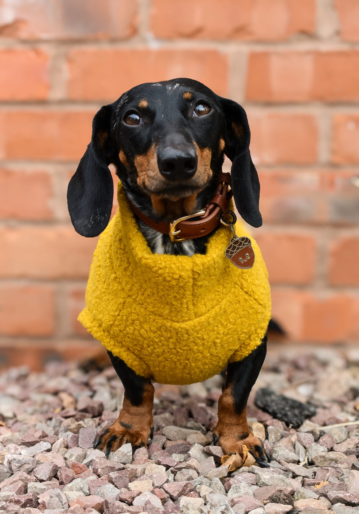 Autumn Bouclé Dog Jumpers – Luxury Made-to-Measure Knitwear for Dogs