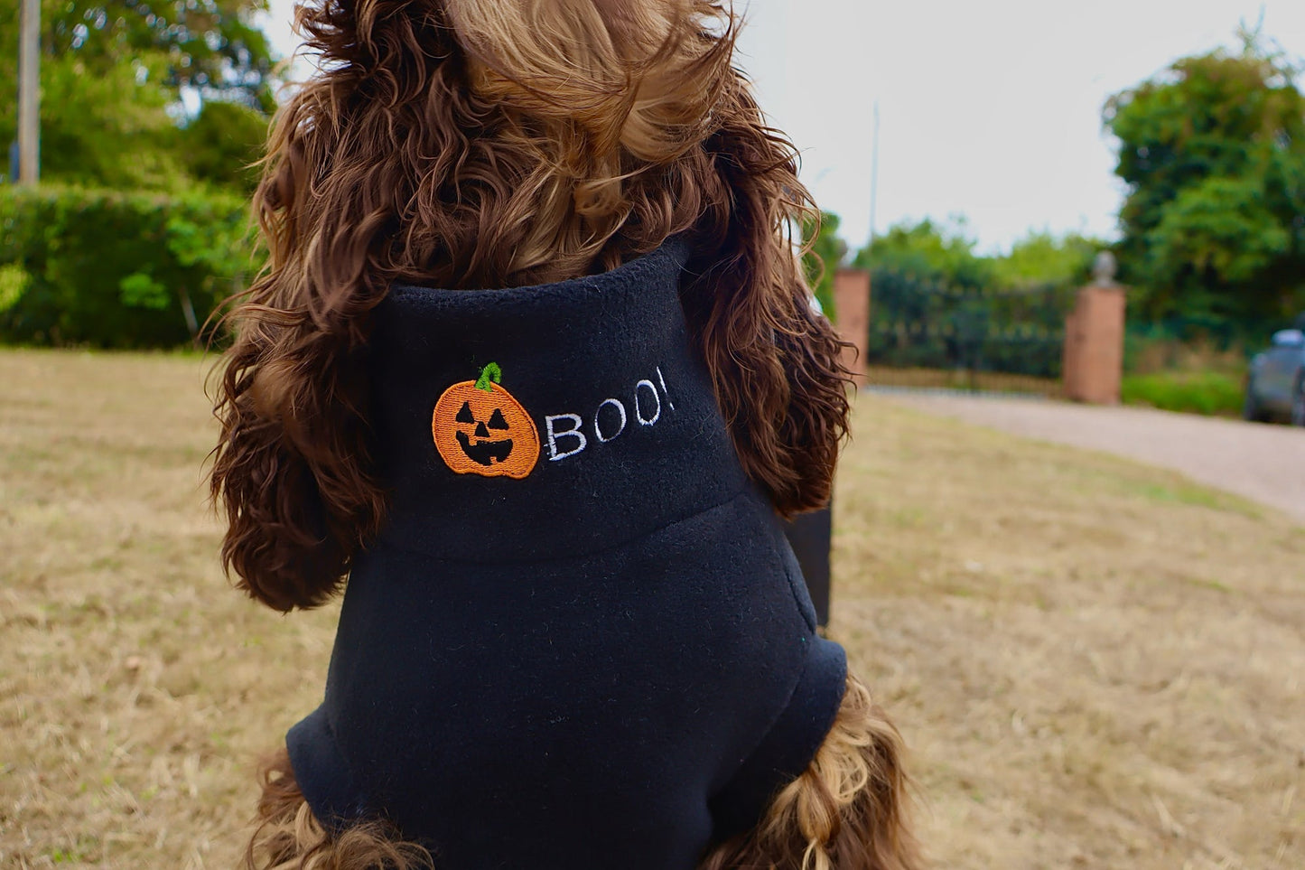 Limited Edition BOO! Halloween Jumpers