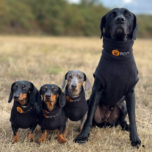 Four dogs wearing black outfits with orange logos in a field