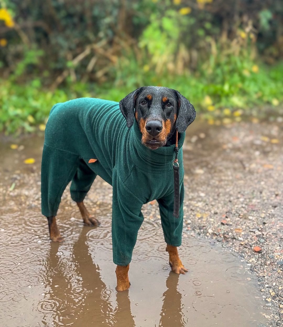Fleece Dog Jumpsuit - Made to Measure, Personalised, Rainproof & Super Snug