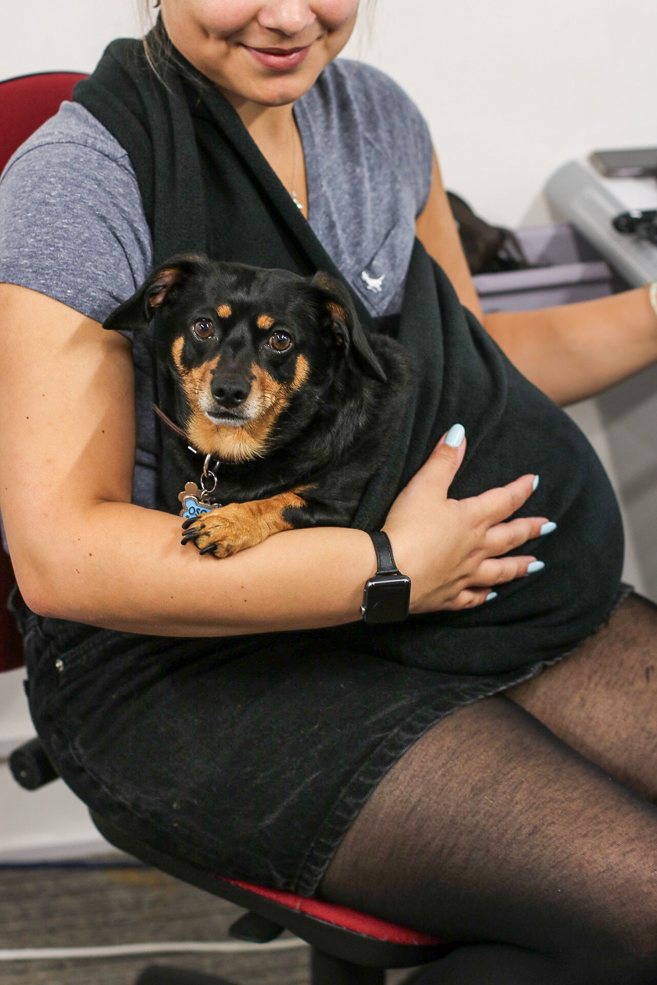 Chihuahua sitting in black fleece dog sling