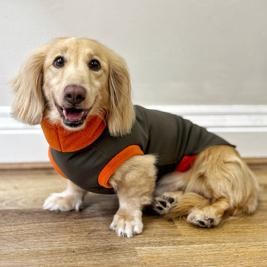 Dog wearing a gray sweater with orange accents on a wooden floor.