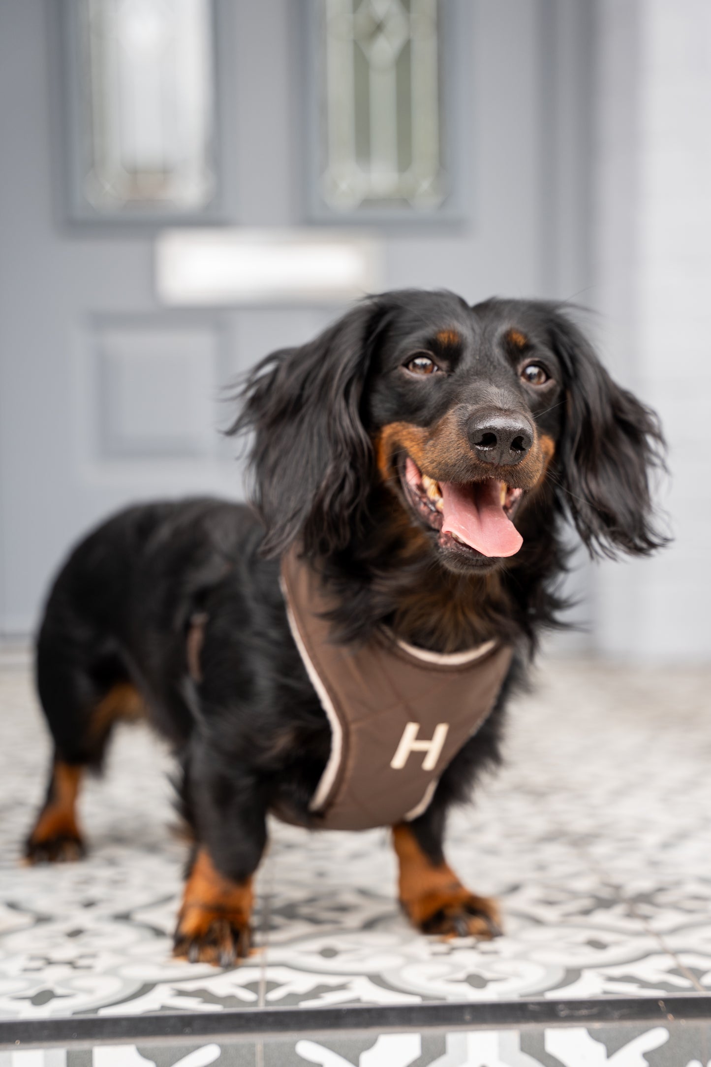 Venture Harnesses – Waterproof and Fleece Lined Step-In Dog Harness