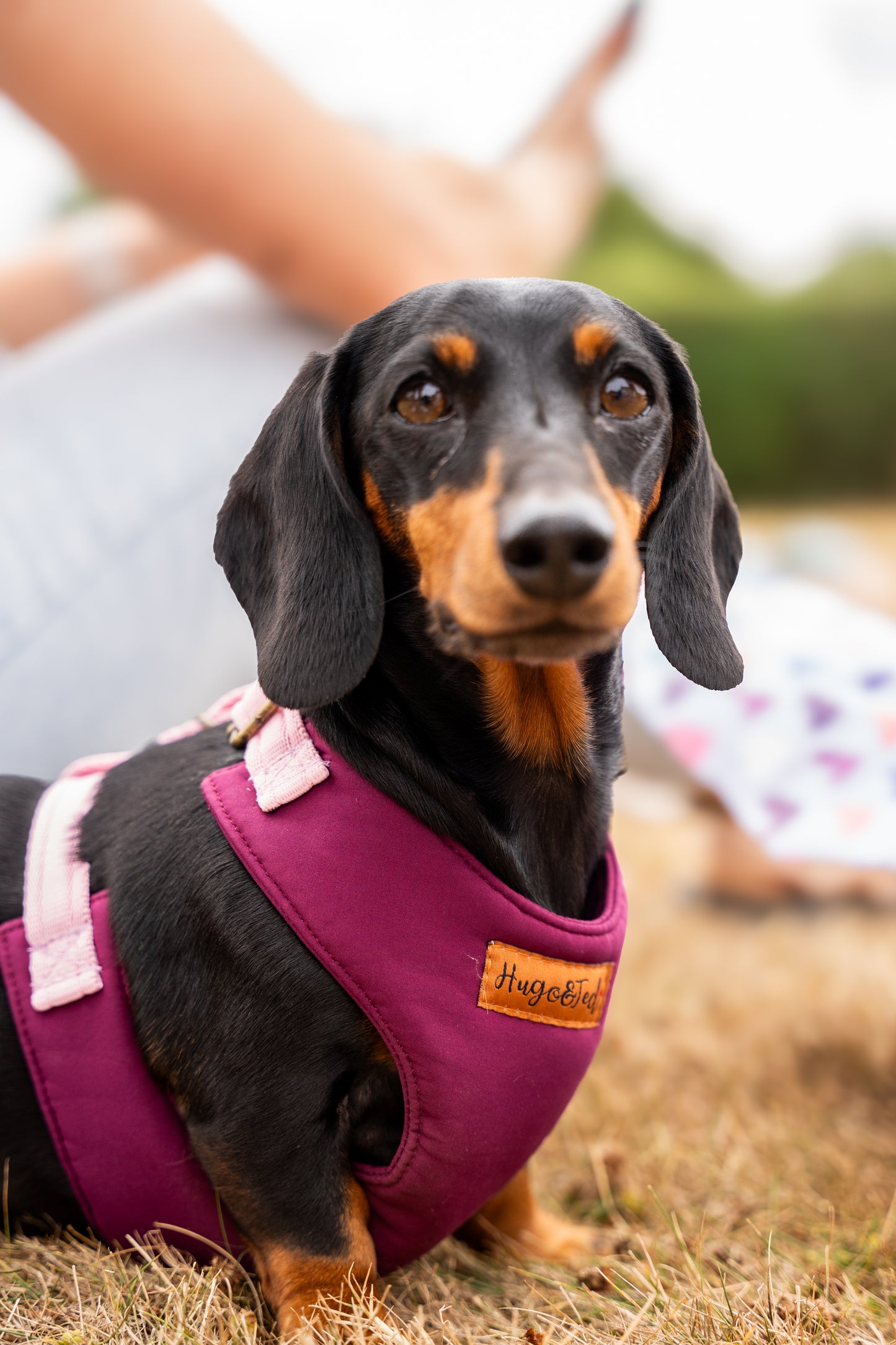 Rainfleece Harnesses - Soft, Durable, Waterproof, Practical Harnesses for Everyday Adventures