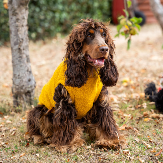 Dog wearing a yellow sweater sitting under an apple tree.