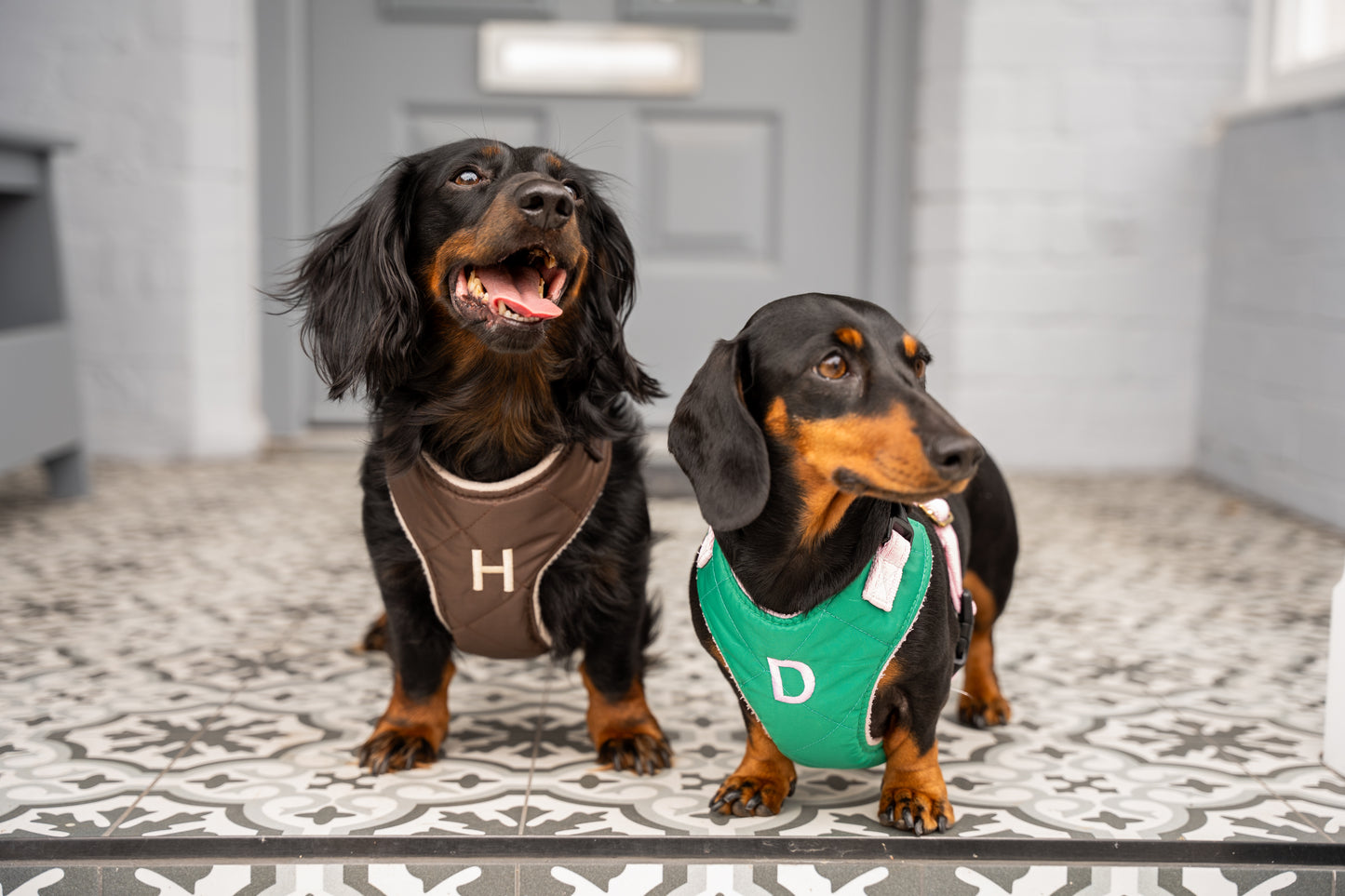 Venture Harnesses – Waterproof and Fleece Lined Step-In Dog Harness