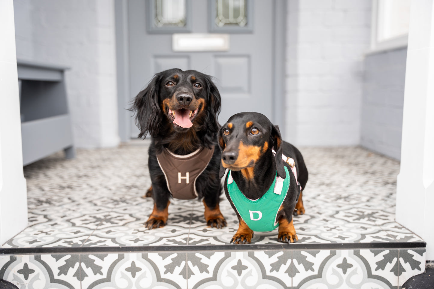Venture Harnesses – Waterproof and Fleece Lined Step-In Dog Harness