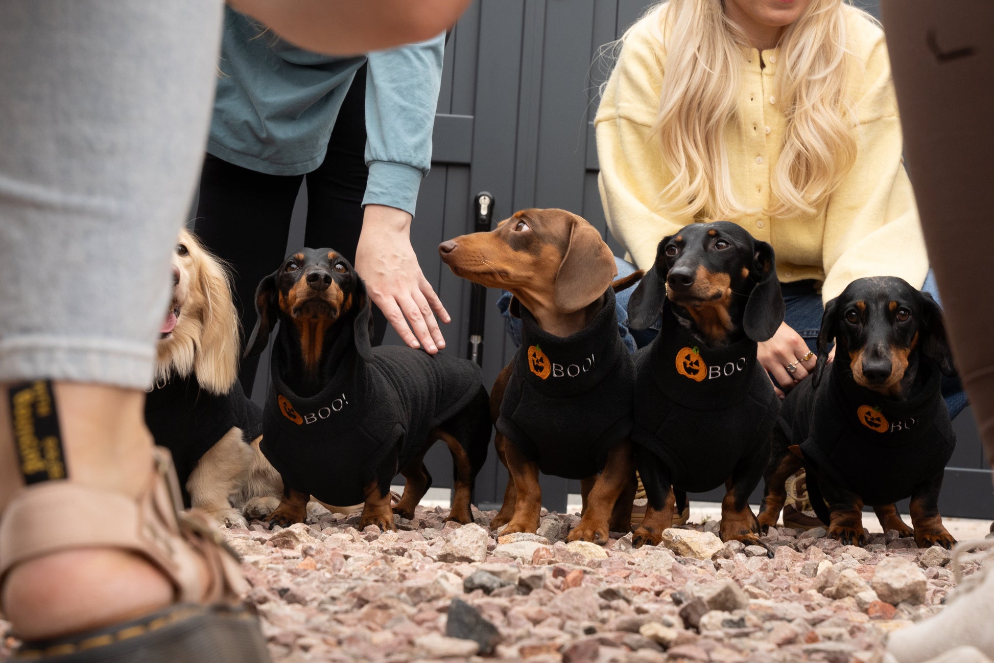 Woman with dachshunds in a room with people around