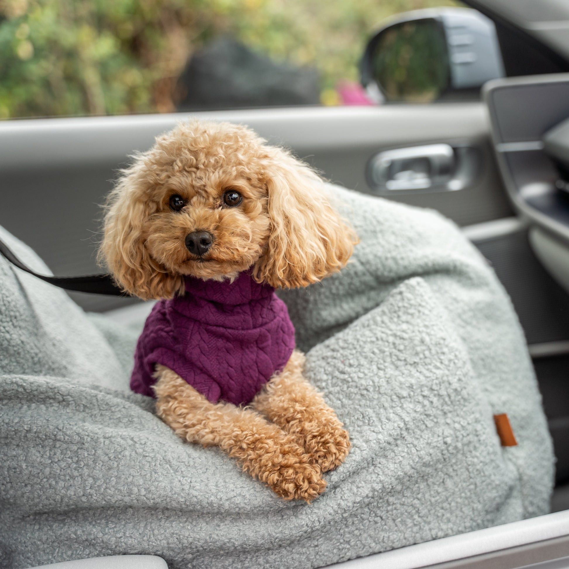 Small dog wearing a purple sweater sitting on a car seat with a vehicle interior in the background.
