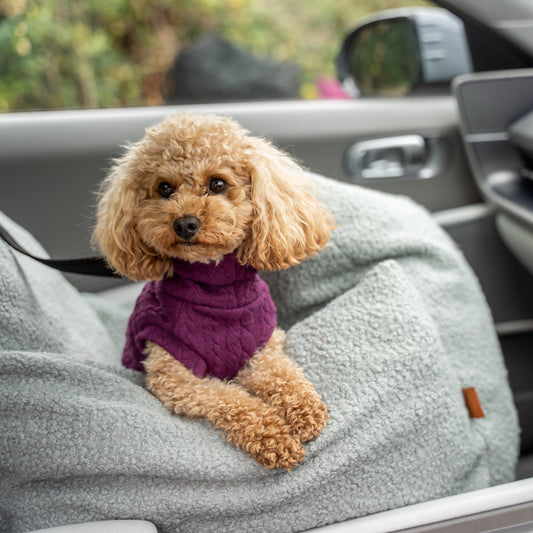 Small dog wearing a purple sweater sitting on a car seat with a vehicle interior in the background.