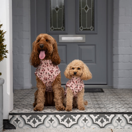 Two dogs in pink outfits sitting on a doorstep with a gray door in the background.