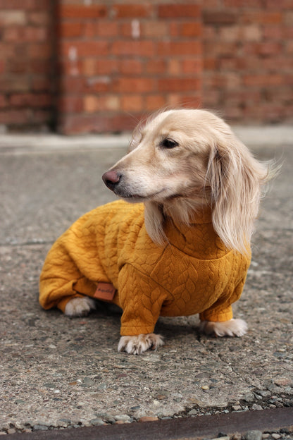 Pulls pour chiens en tricot torsadé