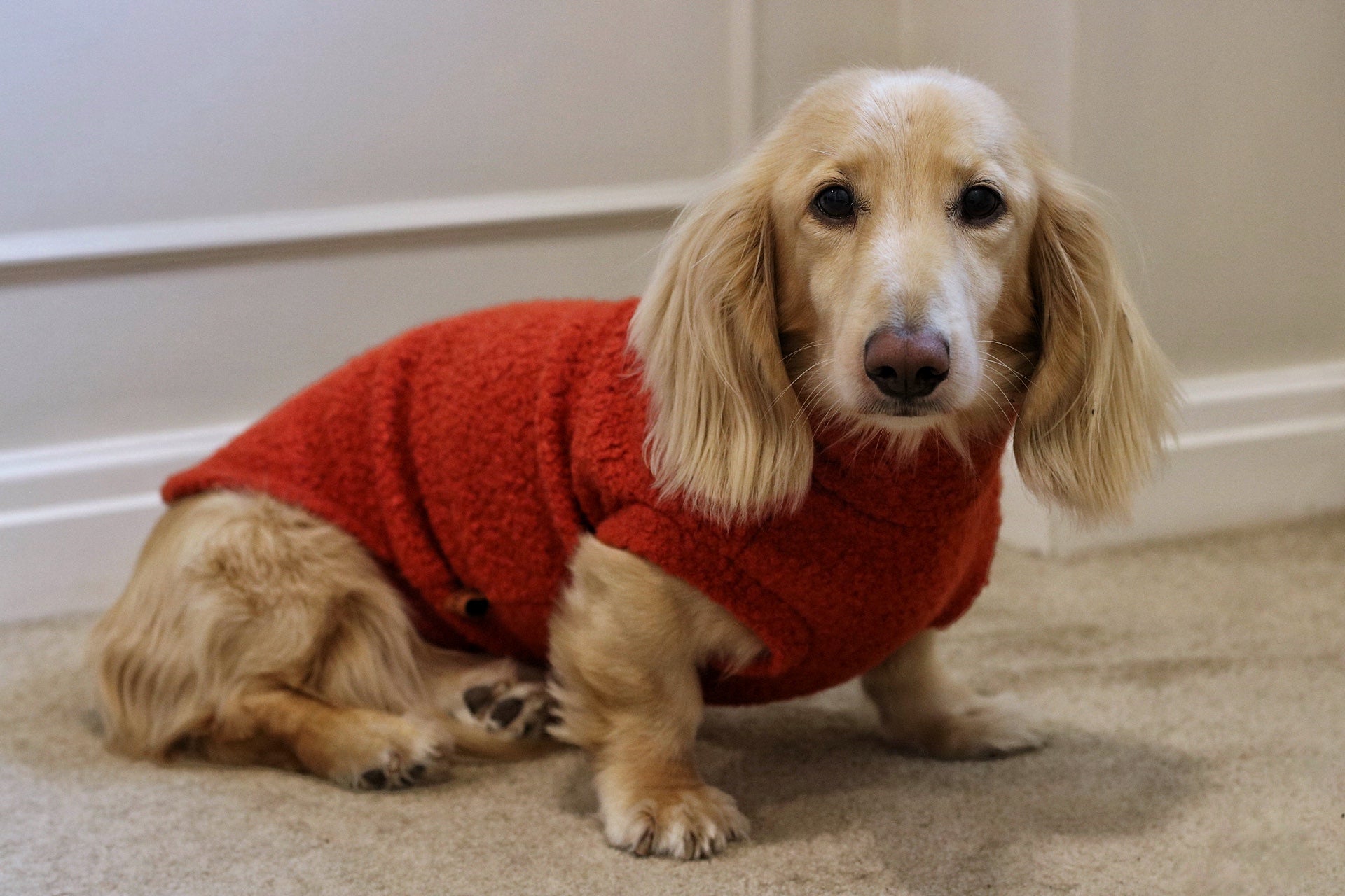 Autumn Bouclé Dog Jumpers – Luxury Made - to - Measure Knitwear for Dogs - Hugo and Ted