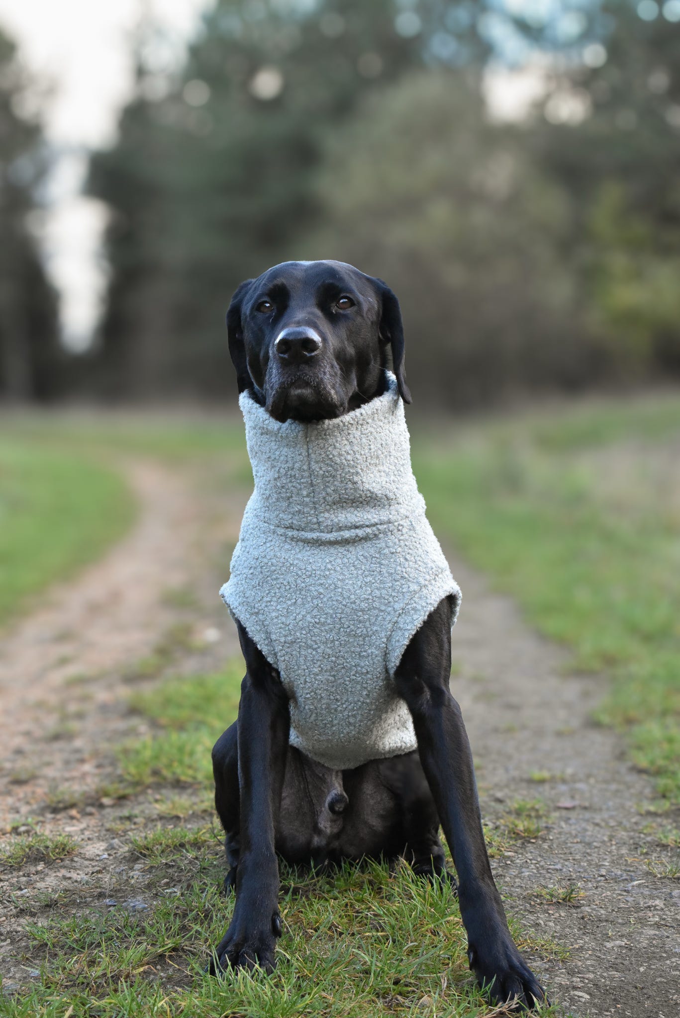 Autumn Bouclé Dog Jumpers – Luxury Made - to - Measure Knitwear for Dogs - Hugo and Ted
