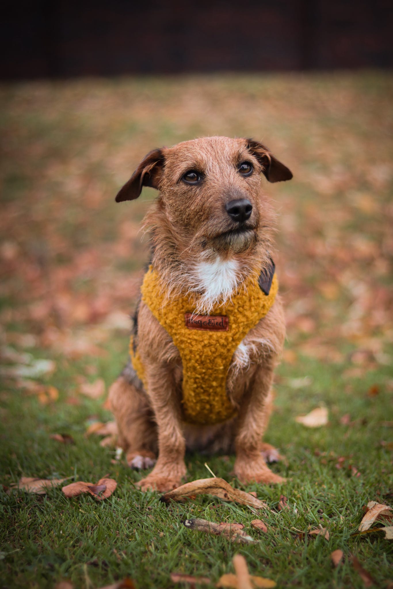 Terrier Rescue Border Terrier X Patterdale Puppies For Sale Top