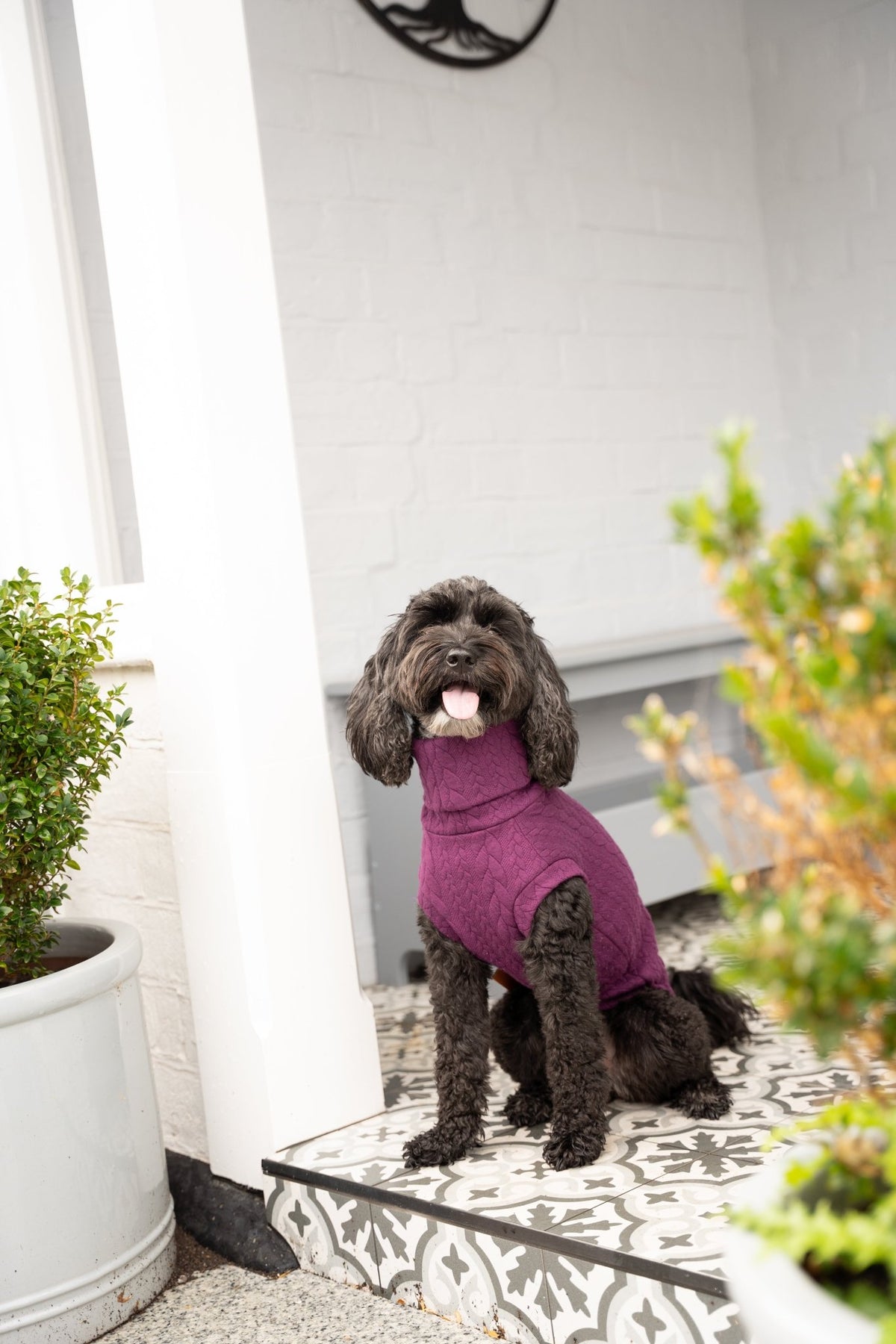 Autumn Cable Knit Dog Jumpers - Soft and Practical Dog Jumpers - Hugo and Ted