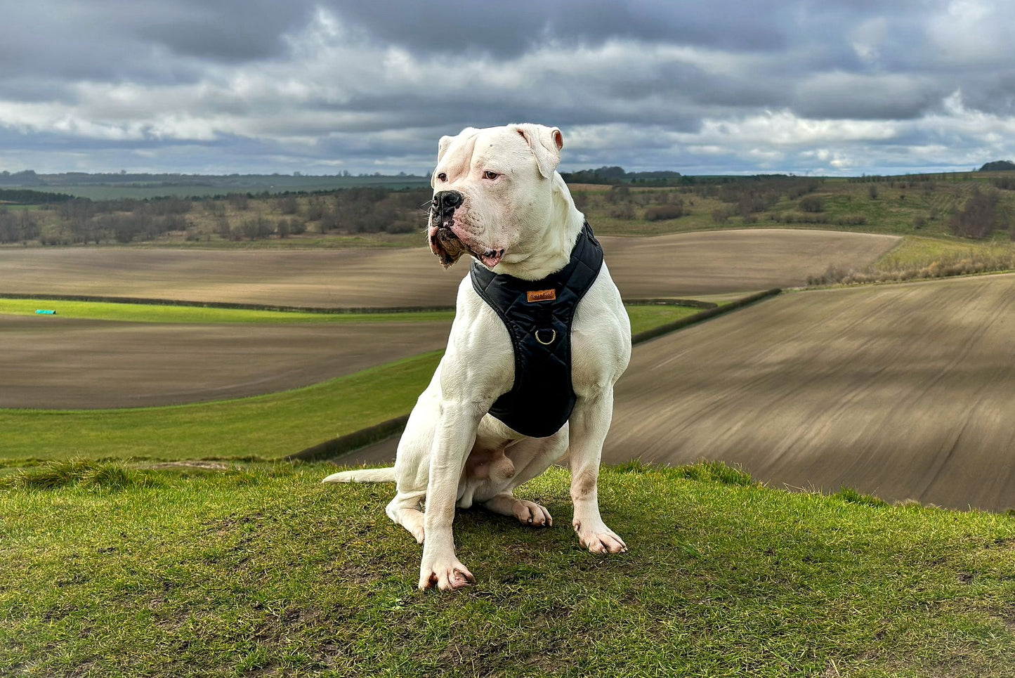 Venture Harnesses – Waterproof and Fleece Lined Step-In Dog Harness
