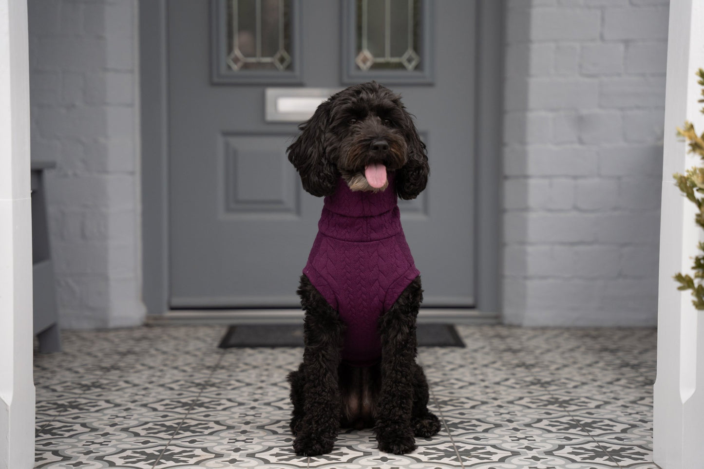 Cable Knit Dog Jumpers - Soft and Practical Dog Jumpers - Hugo and Ted