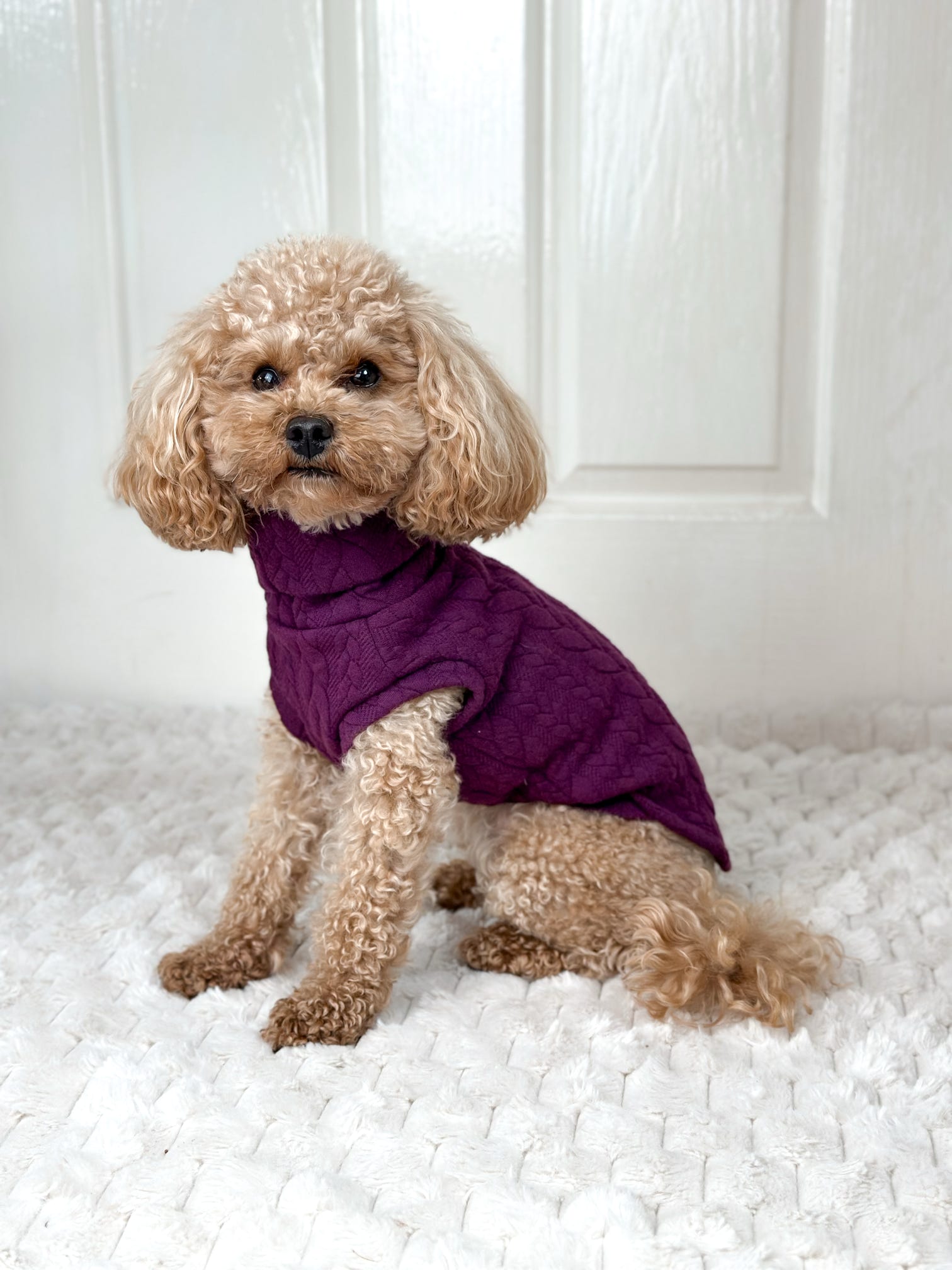 Cable Knit Dog Jumpers - Soft and Practical Dog Jumpers - Hugo and Ted
