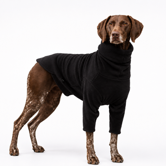 German Shorthaired Pointer wearing a black front leg fleece snuggle jumper - Hugo and Ted