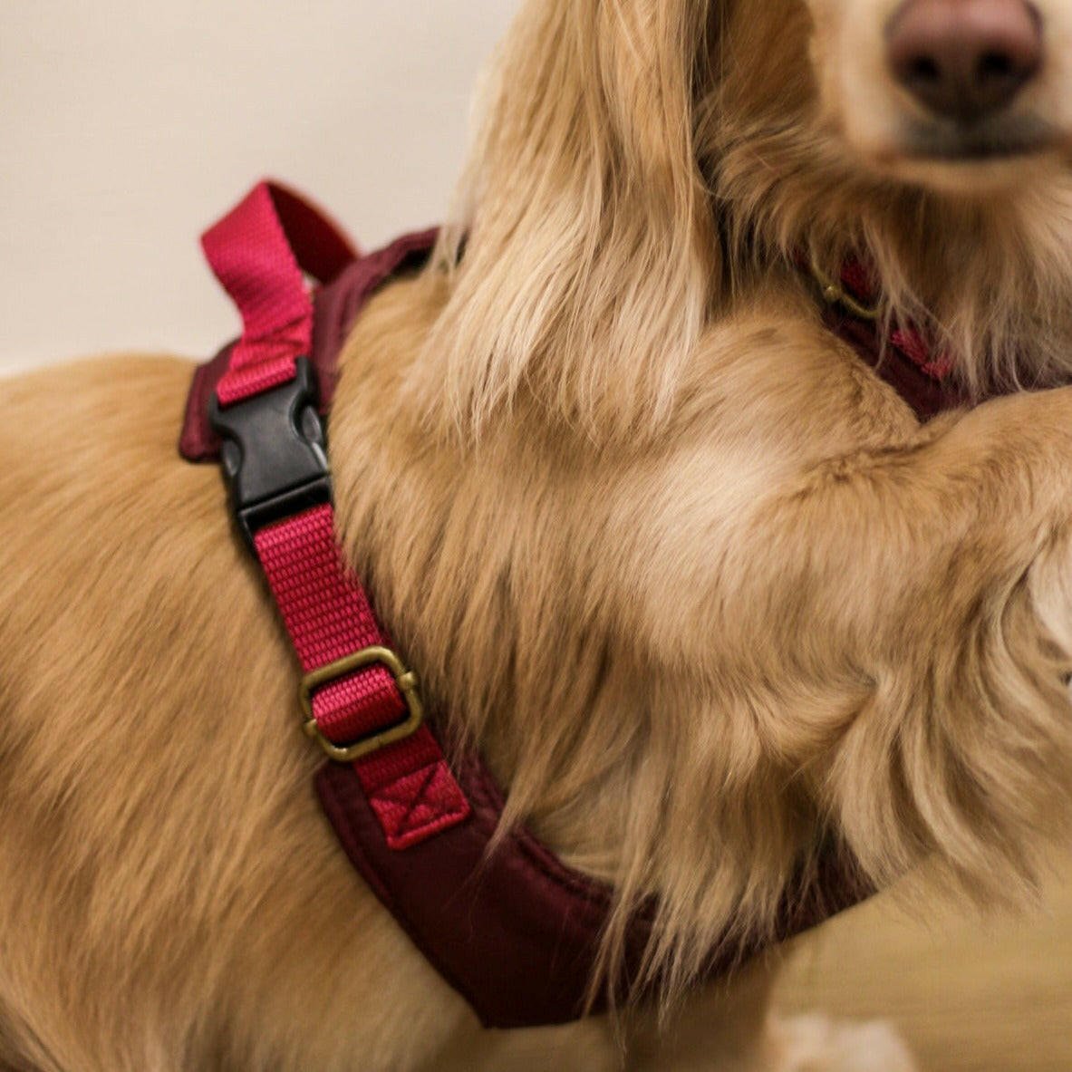 Explorer Harnesses - Hugo and Ted