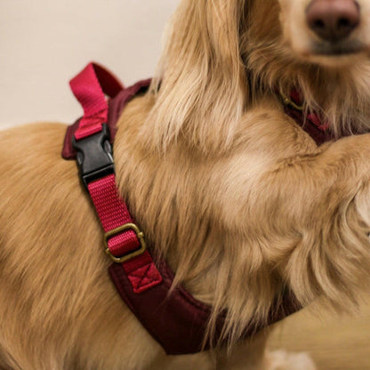 Explorer Harnesses - Hugo and Ted