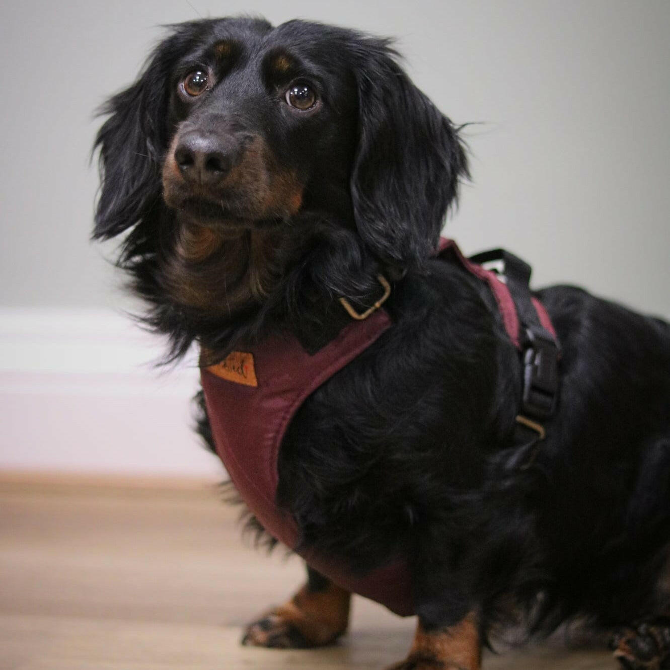 Explorer Harnesses - Hugo and Ted