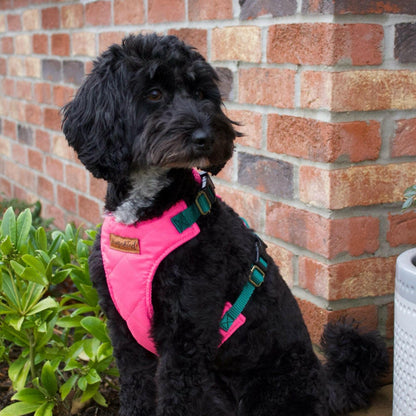 Explorer Harnesses - Hugo and Ted